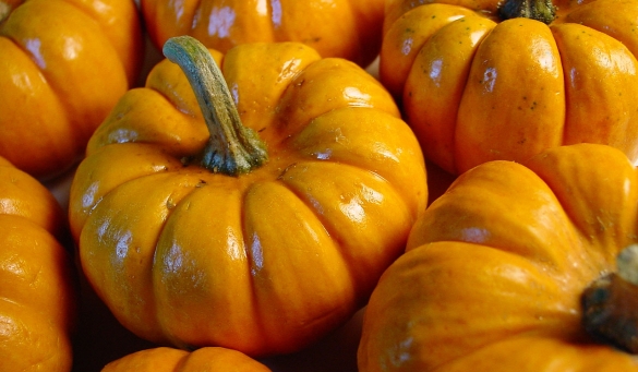Small pumpkins make better puree Pumpkins